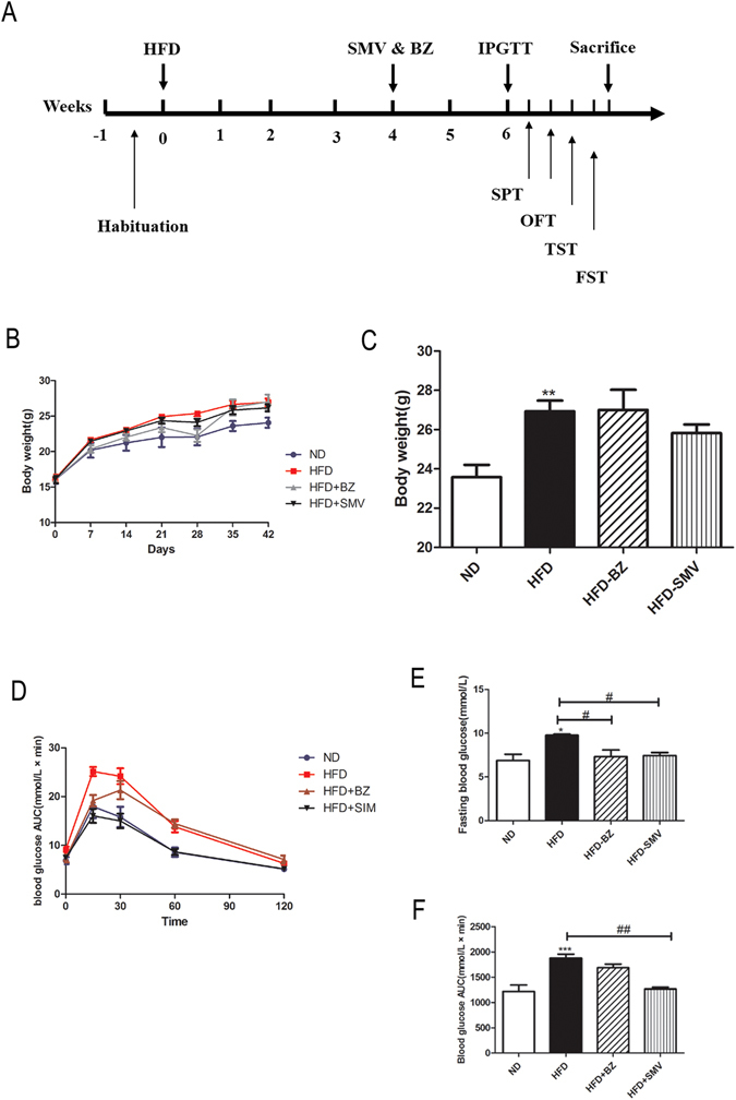 The effects of high fat diet and drug intervention (BZ&SMV) on metabolic parameters. Experimental procedure. Mice were fed with ND or HFD for 4 weeks and then received either SMV (5 mg/kg/day, i.p.), BZ (75 mg/kg/day, i.p.) or vehicle treatment (CMC-Na, 0.5%, i.p.) (A), Body weight change (B), final body weight (C), blood glucose levels during an IPGTT (D), fasting glucose levels (E) and AUC of the glycaemia over 120 min (F). *P < 0.05 ; **P < 0.01; ***P < 0.001 vs. ND group. # P < 0.05; ## P < 0.01 vs. HFD group.