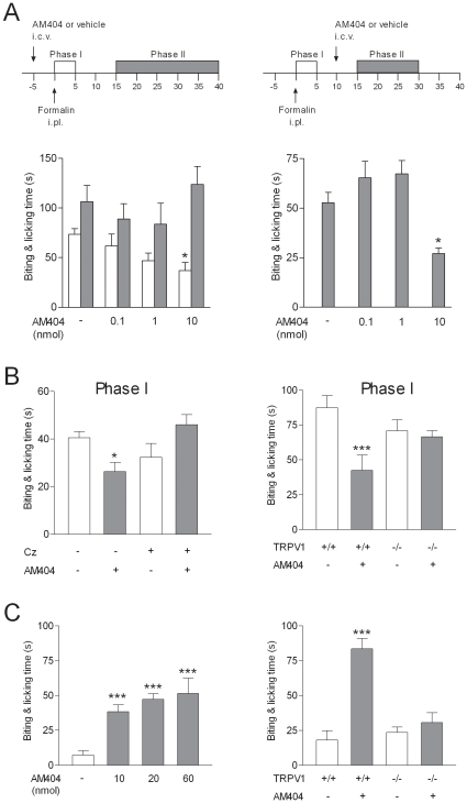 The acetaminophen metabolite AM404 produces antinociception by activation of TRPV1 in the brain.(A) Intracerebroventricular (i.c.v.) injection of AM404 (10 nmol) 5 min before injection of formalin into the mouse hind paw decreased biting and licking during the first, but not the second phase of the formalin test (n = 5–6). When AM404 (10 nmol) was administered 10 min after formalin, it also decreased the second phase (15 to 30 min post-formalin) (n = 10–12). (B) The role of TRPV1 in the action of AM404 was further investigated on the first phase of the formalin test. The effect of AM404 (10 nmol) was inhibited by coinjection of AM404 with capsazepine (Cz; 100 nmol) and absent in TRPV1 −/− mice (n = 5–8). (C) Injection of AM404 into the mouse hind paw induced a pronounced nocifencive behavior, as recorded during 5 min after the injections (n = 5–6). The nociceptive response to intraplantar injection AM404 (60 nmol) was absent in TRPV1 −/− mice (n = 6). Data are presented as mean ± SEM. *P<0.05, ***P<0.001 compared to vehicle in wild-type mice.