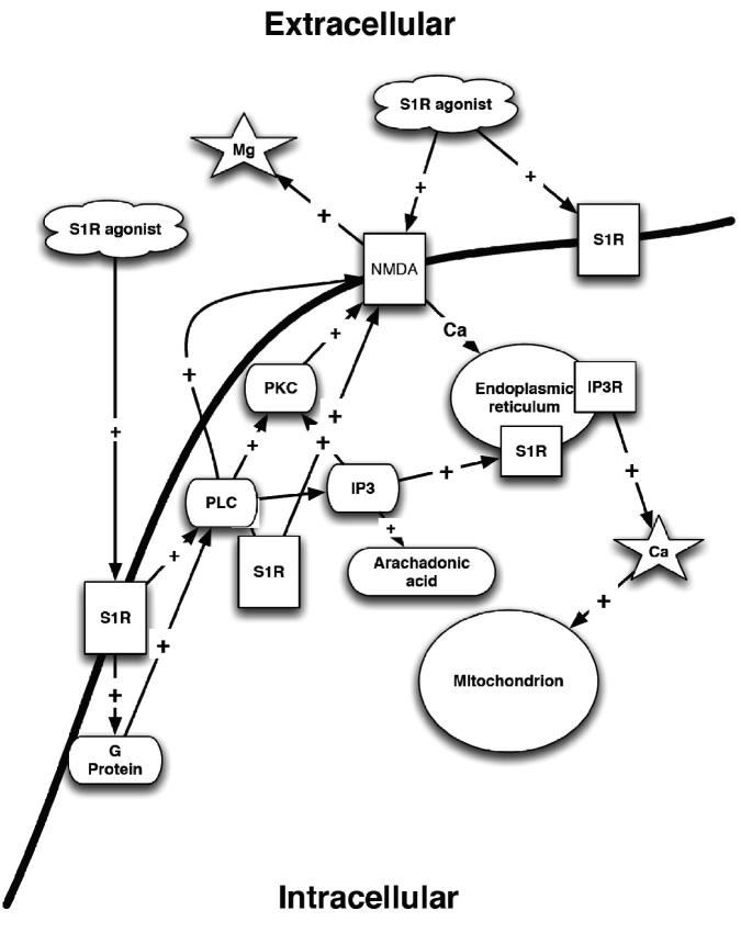 σRs and their effect on intracellular calcium concentrations. PLC – phospholipases C; PKC – protein kinase C; S1R – sigma1; IP3 – inositol triphosphate; IP3R – inositol triphosphate receptor; NMDA – N-methyl-D-aspartate receptor; Mg – magnesium; Ca – calcium.