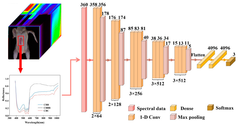 The structure of the 1-D CNN CBD classification model.