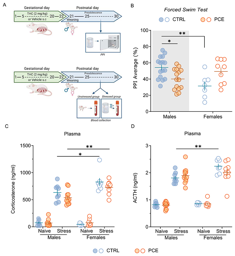Sex-specific effects of acute stress on sensorimotor gating function.A) Timeline of experimental procedures for pre-pulse inhibition (PPI) experiments (top) and blood collection (bottom). B) Forced swim test (FST) differentially impacts on sensorimotor gating functions in male and female rats (*p = 0.036 CTRL males vs. PCE males-shaded gray area; **p = 0.003 CTRL males vs. CTRL females; Sidak’s test; nrats = 7 CTRL females, 9 PCE females, 15 CTRL males, 16 PCE males). C) Corticosterone and D) adrenocorticotropic hormone (ACTH) concentrations were measured from plasma samples collected from unstressed rats and from stressed rats after 30 min from the beginning of the FST: CORT: *p = 0.01 stressed CTRL males vs. stressed CTRL females; **p = 0.003 stressed PCE males vs. stressed PCE females. ACTH: **p = 0.006 stressed CTRL males vs. stressed CTRL females; Sidak’s test. Data are expressed as ng/ml of plasma and obtained from 7 unstressed and 8 stressed CTRL males, 6 unstressed and 7 stressed CTRL females,12 unstressed and stressed PCE males, 7 unstressed and 9 stressed PCE females. Unless otherwise indicated, data are represented with scatter plots with mean and ± SEM. Figure created with BioRender.com.