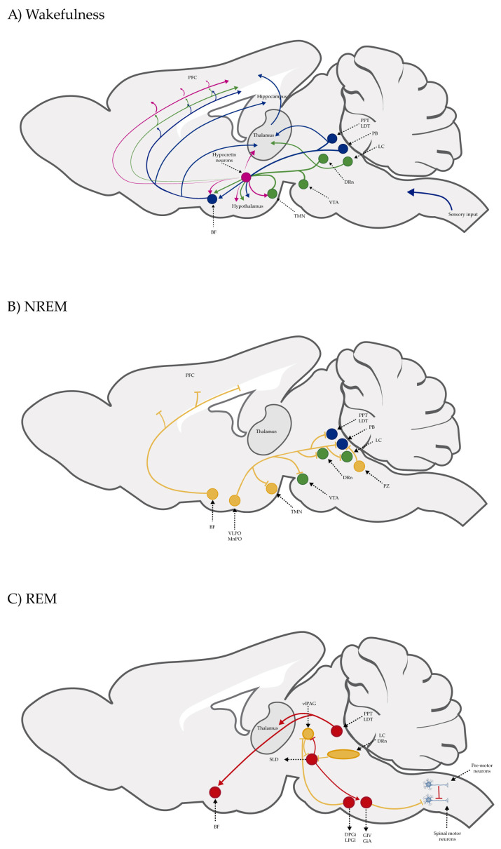 Sagittal schematic perspectives of a rat brain, indicating the neuronal networks responsible for waking, NREM, and REM. (A) Circuit of wakefulness regulation. The orexinergic neurons (magenta circles) from the lateral hypothalamus send excitatory projections to noradrenergic neurons in the LC, serotoninergic neurons in the DRn, dopaminergic neurons in the VTA, and histaminergic neurons in the TMN. Also, the LC, PPT, and LDT send projections to the thalamus–cortex. Basal forebrain (BF) neurons also send projections to the cerebral cortex, leading to cortical activation. (B) Circuit of NREM sleep regulation. GABAergic neurons in the VLPO and MnPO promote sleep by inhibiting arousal-promoting neurons in the hypothalamus and brain stem (green circles). In addition, the BF includes sleep-promoting neurons (GABAergic neurons) that are projected onto the prefrontal cortex (PFC). Also, GABAergic neurons in the PZ promote sleep by inhibiting PB neurons. Yellow circles: neurons representative of the brain nucleus that promote sleep. (C) Circuit of REM sleep regulation. During REM sleep, the vlPAG is inhibited by SLD GABAergic neurons. REM sleep-promoting neurons and REM sleep-suppressing neurons are represented by the red and yellow circles, respectively. The glutamatergic neurons in the SLD produce muscle paralysis during REM sleep via GABAergic/glycinergic neurons in the ventromedial medulla and spinal cord that hyperpolarize motor neurons. GABAergic neurons in the vlPAG and monoaminergic neurons in the LC and DRn inhibit SLD. Conversely, the PPT and LDT cholinergic neurons are permissive in regard to promoting REM sleep (Modified from [48]). Abbreviations: LC: locus coeruleus; DRn: dorsal raphe nucleus; VTA: ventral tegmental area; TMN: tuberomammillary nucleus; PPT: pedunculopontine tegmental nucleus; LDT: laterodorsal tegmental nucleus; VLPO: ventrolateral preoptic nucleus; MnPO: median preoptic nuclei; PB: parabrachial nucleus; PZ: parafacial zone; DPGi: dorsal paragigantocellular reticular nuclei; GiV: ventral gigantocellular reticular nuclei; GiA: alpha gigantocellular reticular nuclei; LPGi: lateral paragigantocellular nuclei; SLD: sublaterodorsal nuclei; vlPAG: ventrolateral periaqueductal gray.