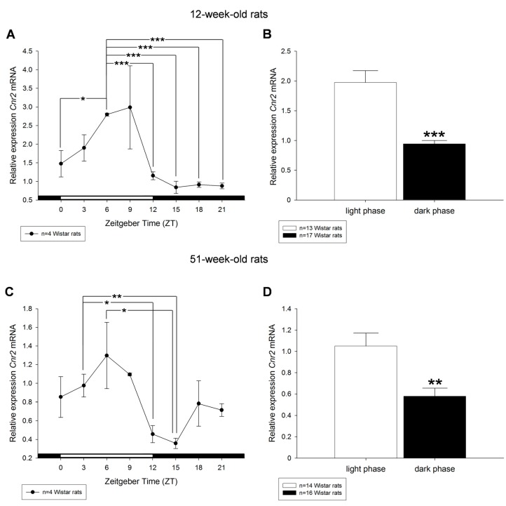 Diurnal profiles of cannabinoid receptor Cnr2 mRNA expression in liver of 12-week-old (A) and 51-week-old (C) rats are shown. Diurnal differences were analyzed by Mann–Whitney test; * p < 0.05, ** p < 0.01, *** p < 0.001. Values of light phase as well as those of dark phase are summarized for Cnr2 mRNA in 12-week-old (B) and 51-week-old rats (D).