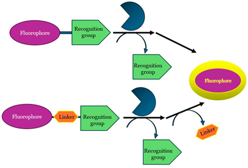 General structure and mechanism. (Up) Substrate-based probes; (down) substrate-based probes containing self-immolate linker.