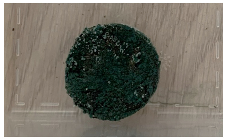 Fungi growth for sample D1 at the end of the incubation period.