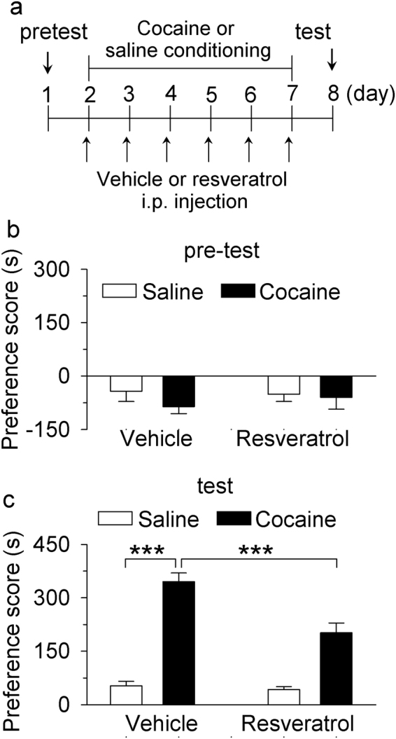 Resveratrol pretreatments during the conditioning phase attenuated the acquisition of CPP to cocaine. (a) Timeline of drug treatment and behavioral paradigm. Groups of mice received pre-tests on day 1 for unconditioned place preference (baseline bias). Then the mice received saline and cocaine place conditioning once daily for 6 days. CPP testing was carried out on the eighth day. Resveratrol (20 mg/kg) was i.p. injected 30 min prior to each saline or cocaine pairing. (b) Pre-test indicates that mice did not exhibit significant baseline bias in place preference in all groups (p > 0.05, n = 6–8/group). (c) Resveratrol pretreatments significantly attenuated CPP in cocaine-conditioned mice but did not affect CPP scores in saline-conditioned mice (**p < 0.01, ***p < 0.001, n = 6–8/group).