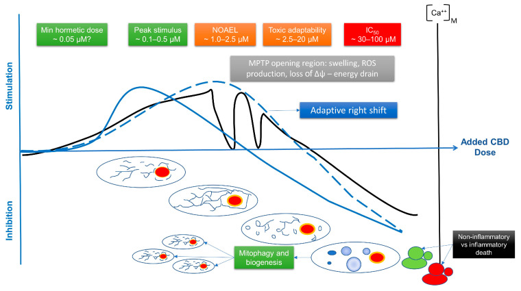 Predicted biphasic effect on mitochondrial calcium and dynamics, based on our own published and unpublished data and that in the literature. The key point here is that an initial calcium burst into the mitochondrion would stimulate its function, but as the dose increased (and the compounds spread through the cell), it would have the opposite effect. This would effectively buffer the mitochondrion from excitatory/inflammatory signals from the rest of the cell, while activating the well-described mitochondrial nuclear retrograde cytoprotective response. Critically, the response would be dictated by the metabolic status of the cell, its mitochondrial capacity, the direction the TCA cycle was running in, so anabolic or catabolic, and thus the balance between oxidative phosphorylation and glycolysis, and its state of oxidative stress. NOAEL, no observed adverse effect level.