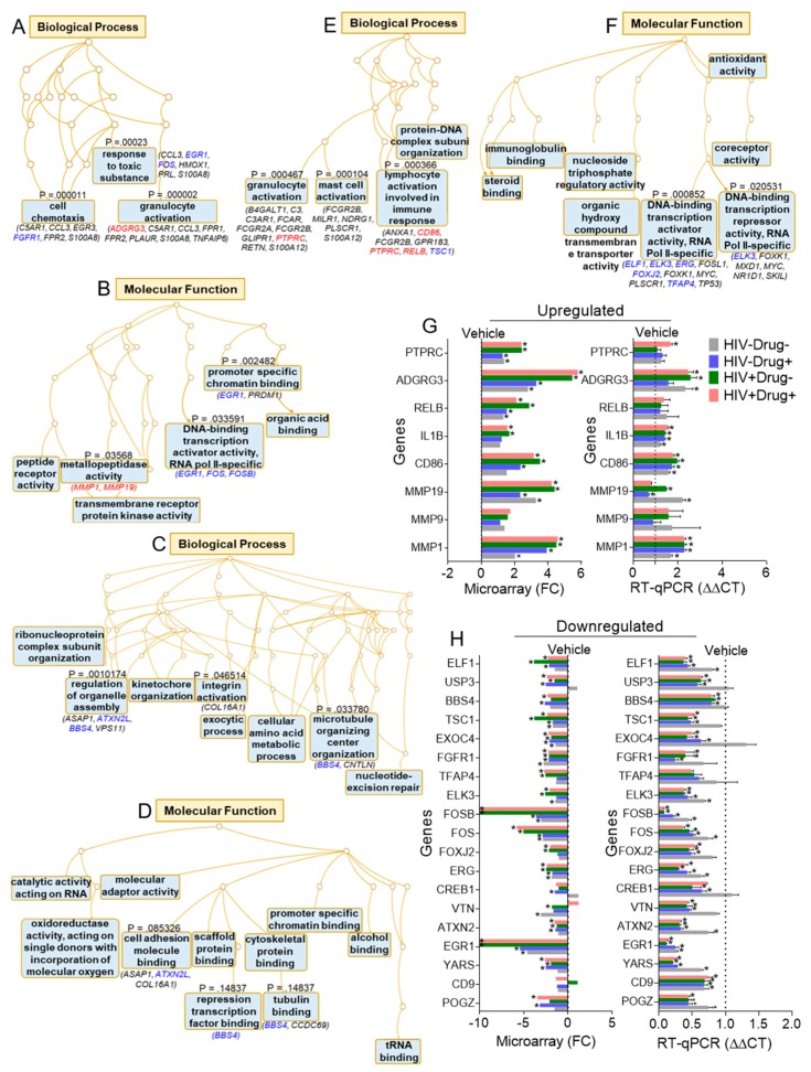 Gene Ontology (GO) terms and PCR validation of selected DEGs: Biological processes and molecular functions of selected DEGs as determined by the overrepresentation analysis method from the web-based GEne SeT AnaLysis Toolkit. (A,B) SE, (C,D) SE-Drug, and (E,F) SE-HIV. Colored fonts are validated genes with blue as downregulated and red as upregulated genes. (G,H) RT-qPCR validation of selected DEGs in Figure 4A–F (blue and red fonts). Ordinary one-way ANOVA test (Dunnett’s correction) was used to determine the differences between the SE groups as compared to HIV−Drug−. Error bars indicate standard deviation of three technical replicates. * p < 0.05, and nonsignificant labels were not shown for clarity.