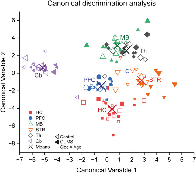 Canonical linear discrimination analysis of brain lipids in CUMS and control mice. The analysis was set to discriminate brain regions using concentrations of 14 lipid species (endocannabinoids, sphingoid bases, ceramides, and hexosylceramides) of CUMS mice (n = 11) which was used as the training set and applied to controls. The bubble plot shows the scores of the canonical discrimination variables 1 versus 2. Brain sites are color coded; closed symbols show CUMS mice; the bubble sizes represent mouse age. Abbreviations: Cb, cerebellum; HC, hippocampus; MB, midbrain; PFC, prefrontal cortex; Th, thalamus; STR, striatum