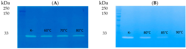 Zymographic analysis of recombinant LysAP45. PAGE (12.5%) containing 0.5 mg of peptidoglycan from S. aureus CEMTC 675 after incubation for 30 min (A) and 60 min (B) at the indicated temperature stained with methylene blue. M-protein ladder Precision Plus Protein™ Standards (Bio-Rad, Hercules, CA, USA).
