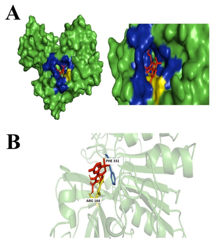 Docking of CBNA. (A) Blue colored region represents non-polar interactions; the yellow region represents hydrogen bonds (polar interactions). (B) Ligand interactions with labeled residues with blue amino acids (AA) chain; non-polar interactions and yellow; hydrogen bonds.