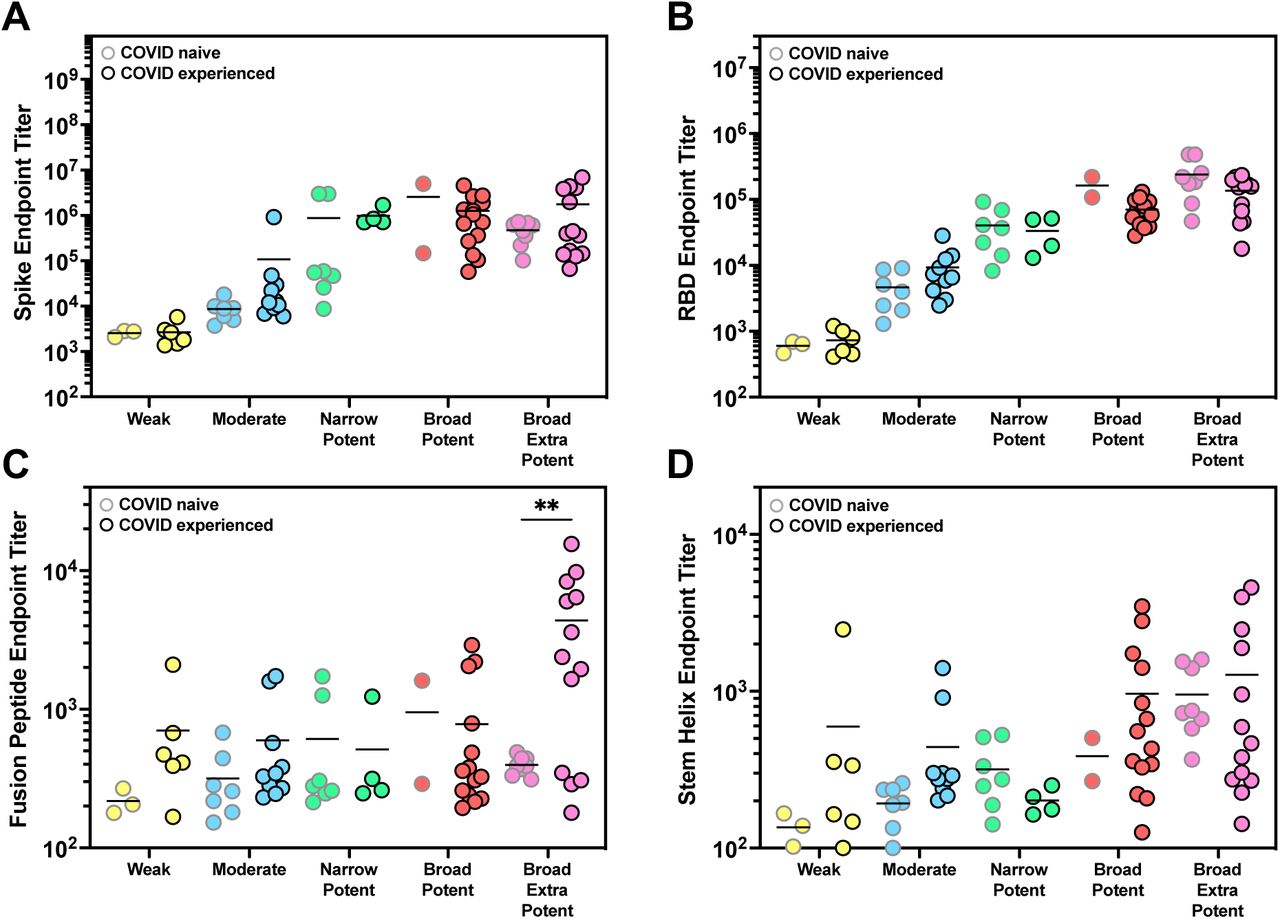 Broad extra potent samples from naïve donor have higher levels of FP antibodies.(A-D) Data from Figure 2B-E were further divided into two groups based on COVID history. Samples from COVID-naïve donors were outlined in gray, and those from COVID-experienced donors were outlined in black. Endpoint titers were compared between each COVID-naïve and COVID-experienced group using an unpaired two-tailed t-test with Welch’s correction for unequal variances. ** = P<0.0021.
