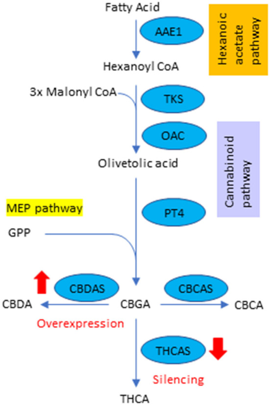 The schematic pathway of phytocannabinoid synthesis and target genes in hemp.