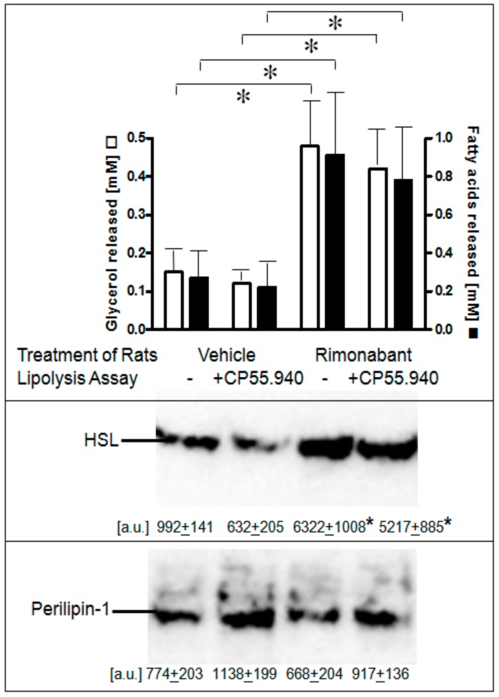 Stimulation of lipolysis in adipocytes from Rimonabant-treated rats. Male Wistar rats (280–320 g) were treated with one dose of Rimonabant (30 mg/kg, p.o.; RIM) or vehicle. After 5 h under free access to food, epididymal adipocytes were prepared by collagenase digestion and washed and then incubated (3 h, 37 °C) in the absence or presence of CP55.940 (10 µM final conc.). Upper panel: The amounts of glycerol and FA released into the incubation medium were determined enzymatically. Means of determinations in triplicate. Middle and lower panels: The amounts of HSL and perilipin-1 associated with LD, which were prepared from the homogenates of the adipocytes by centrifugation through sucrose cushions, were determined. For this, proteins contained in the top fraction were extracted from lipids, then separated by SDS-PAGE and analyzed for HSL and perilipin-1 by immunoblotting. The images of a typical experiment with electrophoretic runs in quadruplicate with their quantitative evaluations are shown. Mean ± SD of two different adipocyte/LD preparations with incubations/measurement in quadruplicate. * p ≤ 0.05; no significant differences between absence and presence of CP55.940.