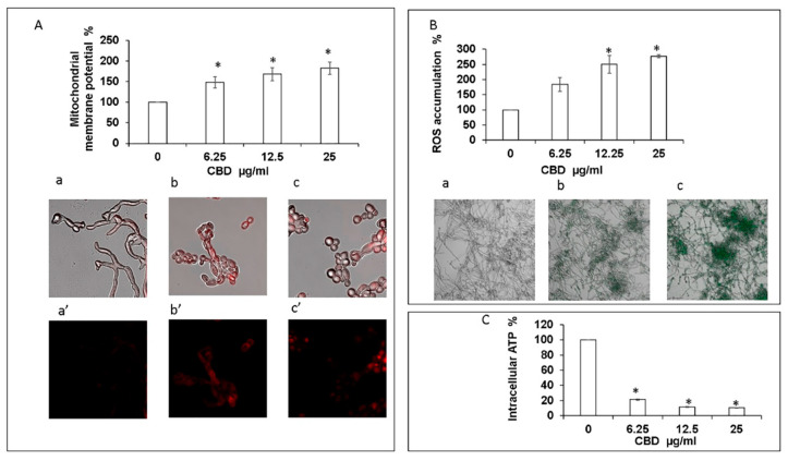 Assessment of mitochondrial function and ROS production. (A). Effect of CBD on C. albicans mitochondrial membrane potential (MMP) as determined by DiOC2(3). * Significantly higher than the untreated control (p < 0.05); Mito Tracker Red-stained biofilms were observed by CLSM. Phase-contrast and Mito Tracker Red stain merged images (a–c), or Mito Tracker Red stain (a’–c’) of untreated control (a,a’); biofilms treated with 12.5 μg/mL (b,b’) or 25 μg/mL (c,c’) of CBD. Magnification 600×. (B). Effect of CBD on ROS accumulation. C. albicans biofilms formed in the absence or presence of CBD were loaded with DCFHDA and the relative fluorescence intensities (RFI) of the biofilms were measured in a plate reader. The RFI values were normalized to the amount of metabolically active cells in biofilms assessed by MTT assay. * Significantly higher than the untreated control (p < 0.05). Fluorescence images of untreated control (a), biofilm treated with 6.25 μg/mL (b) and 25 μg/mL (c) of CBD were captured by CLSM. Magnification 200×. (C). Effect of CBD on intracellular ATP levels. C. albicans biofilms formed in the absence or presence of CBD were analyzed for ATP content using the BacTiter-Glo reagent. * Significantly lower than the untreated control (p < 0.05).