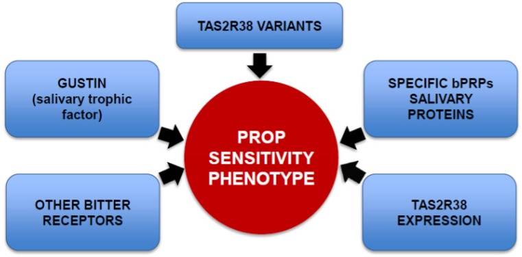 Graphic diagram representing the principal genetic factors that contribute to PROP taste sensitivity phenotype. These factors include: the salivary trophic factor gustin, a protein that provides the mechanistic explanation for why PROP super-tasters are more responsive to stimuli that are not mediated via the TAS2R38 bitter receptor; TAS2R38 variants with their different affinities for the PROP stimulus; specific salivary peptides belonging to the basic proline-rich protein family (bPRP), which could facilitate binding of PROP with its receptor site; the involvement of other bitter receptors which may be associated with supertasting and PROP bitterness; and greater mRNA expression associated with the PAV allele of the TAS2R38 receptor which correlates with greater PROP bitterness perception.