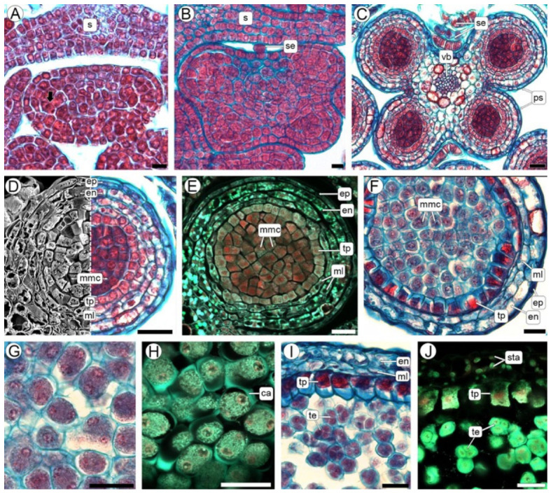 Normal development of the anther wall and microsporogenesis. (A–D,F,G,I) LM, (E,H,J) Confocal laser scanning microscopy (CLSM). (A) Anther primordium with mitotically active sporogenous tissue (arrow). (B) Anther with four defined lobes, note the young sessile capitate trichome (se) at the apex of the anther. (C) Tetrasporangiate anther with four distinct pollen sacs, connective tissue, and a central vascular bundle (D) Correlative SEM–LM detail of a pollen sac; the left half shows the SEM view and the right half shows the corresponding LM section, with all parietal layers and compact mmc. (E) Pollen sac with compact mmc. (F) Pollen sac showing the mmc at beginning of meiosis. (G,H) Details of mmc undergoing meiotic division; note the callose wall, visible by fluorescence in (D). (I,J) Tetrad stage, showing tetrads surrounded by callose. Abbreviations: an, anther; ca, callose; en, endothecium; ep, epidermis; fi, filament; mmc, microspore mother cells; ml, middle layers; ps, pollen sac; s, sepal; se, sessile capitate trichome; sta, starch grain; te, tetrads; tp, tapetum; vb, vascular bundle. Scales: (A,B) = 10 µm, (C–J) = 20 µm.