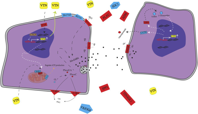 Diagram illustrating molecular interactions between two adjacent cells, highlighting signaling pathways, protein transport, gene expression regulation, ion channels, and cellular components such as nuclei, mitochondria, and synaptic vesicles, with colored labels identifying proteins, genes, and transporters.