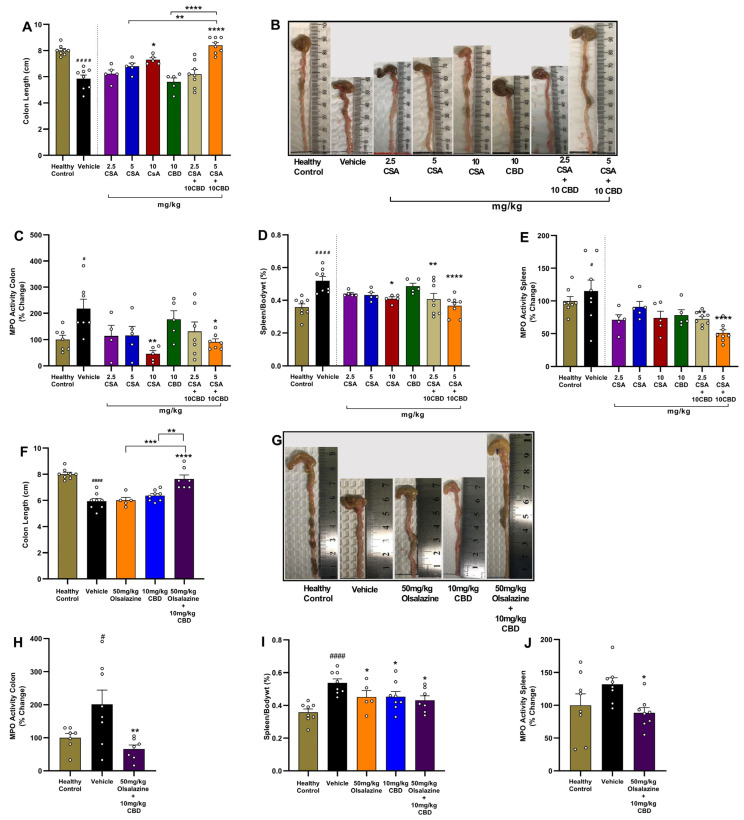 Low-dose CBD co-therapies restore colon length and suppress neutrophilic and splenic inflammation. Panels (A–E) show the CSA study; (F–J) show the olsalazine study. (A,F) Terminal colon length (cm) measured on Day 11. (B,G) Representative photographs of colons from each group. (C,H) Colonic MPO activity expressed as % of healthy or vehicle controls. (D,I) Spleen index (spleen weight/body weight × 100%). (E,J) Splenic MPO activity expressed as % of healthy or vehicle controls. Data are mean ± SEM. Statistical significance: # p < 0.05, #### p < 0.0001 vs. healthy control; * p < 0.05, ** p < 0.01, *** p < 0.001, **** p < 0.0001 vs. vehicle.