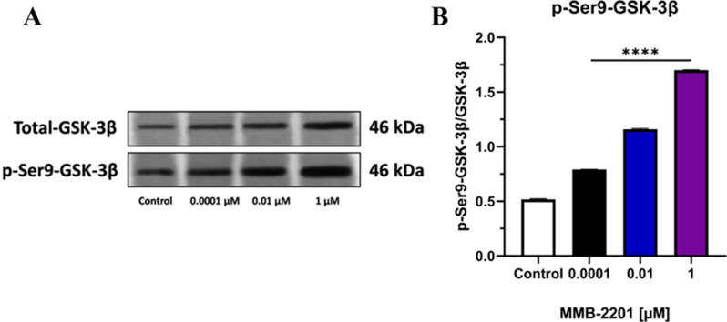 The synthetic cannabinoid MMB-2201 enhanced the phosphorylation of GSK-3β at the Ser9 residue in endothelial cells. The phosphorylation levels were analyzed using western blot analysis and specific primary antibodies. (A) A representative blot showing the results. (B) Quantification of the expression and phosphorylation levels of p-Ser9-GSK-3β. The data are presented as mean ± SEM (n = 3). (****) indicates p < 0.0001