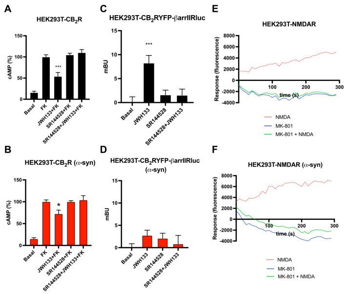 Analysis of CB2R and NMDAR signaling in the presence of α-syn fibrils in a heterologous system. (A,B) HEK-293T cells transfected with CB2R (1.3 µg cDNA) were treated (B) or not (A) with α-syn fibrils. Forty-eight hours after, cells were pre-treated with the vehicle or with the selective CB2R antagonists SR144528 1 µM, followed by CB2R agonist stimulation (100 nM JWH-133). cAMP accumulation was detected by HTRF in the presence of 0.5 µM forskolin. Values are the mean ± SEM of six different experiments performed in triplicates, and one-way ANOVA, followed by Tukey’s multiple comparison post hoc test, which was used for statistical analysis (* p < 0.05, *** p < 0.001; versus treatment with forskolin). (C,D) HEK-293T cells transfected with CB2R-YFP (1.2 µg cDNA) together with β-arrestin II-Rluc (0.4 µg cDNA) were treated (D) or not (C) with α-syn fibrils. Forty-eight hours after, cells were pre-treated with the vehicle or with the selective CB2R antagonists SR144528 1 µM, followed by agonist stimulation (100 nM JWH-133). β-arrestin II recruitment was assayed by BRET assays. Values are the mean ± SEM of six different experiments performed in triplicates, and one-way ANOVA, followed by Tukey’s multiple comparison post hoc test, which was used for statistical analysis (*** p < 0.001; versus basal). (E,F) Calcium release was evaluated in HEK-293T transfected with NR1 (1 µg cDNA), NR2B (1 µg cDNA) and with 6GCamMP calcium sensor (0.3 µg cDNA) and treated (F) or not (E) with α-syn fibrils. Cells were pre-treated with the vehicle or with the selective antagonists (1 µM MK-801), followed by agonist stimulation (15 µM NMDA). Data represent the mean ± SEM of six different experiments performed in triplicates.