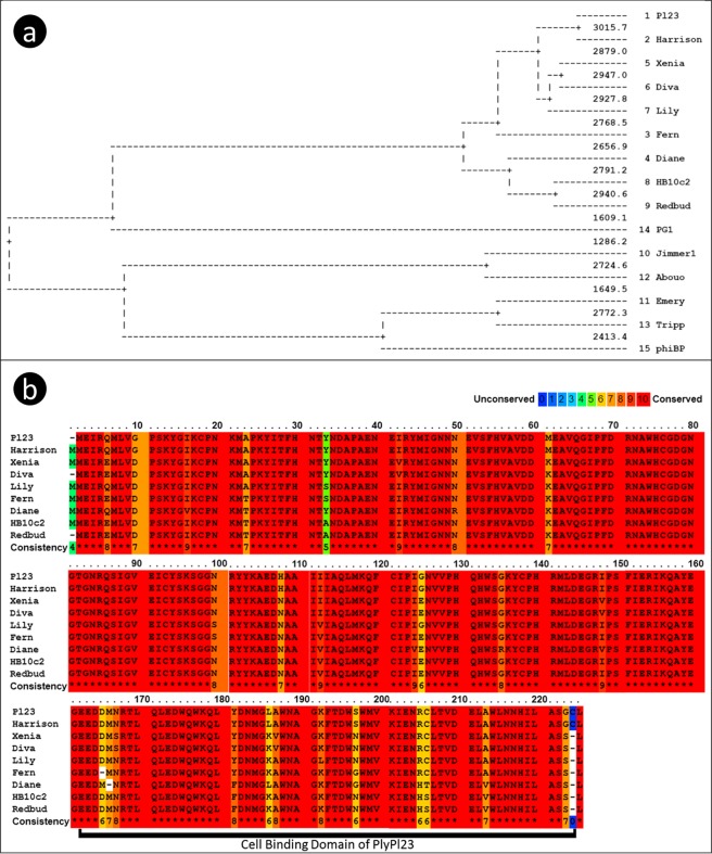Multiple sequence alignment of the Paenibacillus phage lysins using Praline18. (a) Tree diagram of the alignment with all the Paenibacillus phage lysins; (b) Colour-coded scheme for amino acid conservation of the well conserved group composed of lysins from 9 phages (which include PlyPl23). The scoring scheme works from 0 for the least conserved alignment position, up to 10 for the most conserved alignment position.