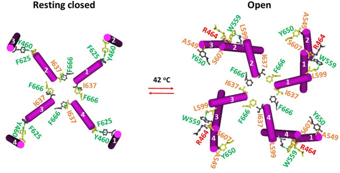 Intersubunit interactions in oxidized mTRPV3 during heat-induced opening. The homo-tetrameric cryo-EM structures of the oxidized mTRPV3 channel in cNW11 nanodiscs in the closed state at 4 °C and the open state at 42 °C (PDB ID, 7MIM and 7MIO, respectively) were used for the model.