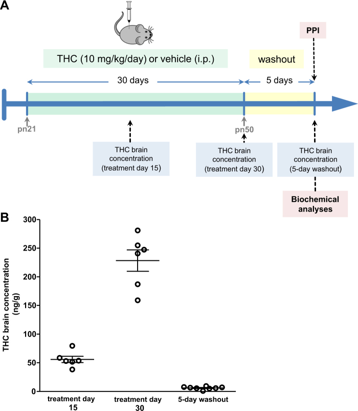 Chronic THC treatment protocol and concentration. a Representation of the treatment design. b THC concentrations in mouse brain (n = 6–8) during treatment and after the washout period. Points represent individual data for each animal and lines represent means