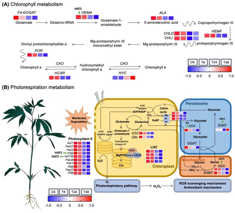 A schematic overview of genetic regulatory mechanisms against effect of alkali-stress on hemp seedling leaves.(A) Chlorophyll metabolism, (B) Photorespiration metabolism. The expression profiles of putative DEGs contributed in the pathway are shown by heat map, respectively.
