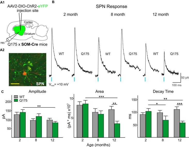 Optical activation of SOM-expressing interneurons in Q175 and WT mice at three ages. (A1) Schematic of AAV injection site and recording area in Q175xSOM-Cre mice. (A2) Confocal z-stack image of a biocytin-filled SPN (red) that was recorded from a 12 month-old Q175xSom-Cre mouse. SOM-expressing interneuron processes expressing ChR2-eYFP are seen surrounding the recorded cell. Scale bar = 20 μm. (B) Sample traces of evoked GABAergic responses in WT and Q175 SPNs following optical activation of SOM-expressing interneurons. (C) Summary of optically-evoked γ-aminobutyric acid (GABA) response properties in WT and Q175 SPNs at 2 (WT n = 26, 11 mice; Q175 n = 27, 10 mice), 8 (WT n = 18, seven mice; Q175, n = 17, nine mice) and 12 months (WT n = 30, 13 mice; Q175, n = 34, nine mice). Significant differences were determined using Two-way ANOVAs and appropriate post hoc analyses, where *p < 0.05, **p < 0.01 and ***p < 0.001.