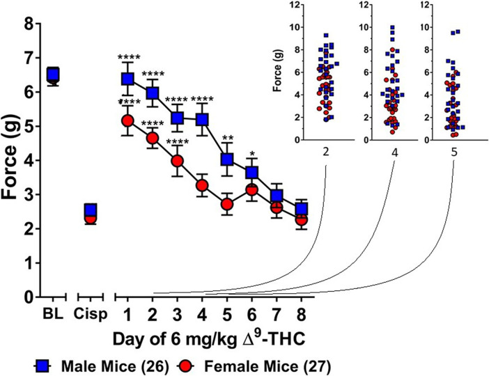 Development of tolerance to the anti-allodynic effects of 6 mg/kg of ∆9-THC in female and male mice. Tolerance to the anti-allodynic effects of 6 mg/kg ∆9-THC was determined in female (red circles) and male (blue squares) mice collapsed across genotype. Mice were assessed using the von Frey assay for the amount of force (in grams) required to elicit a paw withdrawal response 60 min following treatment with 6 mg/kg ∆9-THC. BL represents the pre-cisplatin baseline and CISP the post-cisplatin baseline. Error bars represent the mean ± SEM. Each mouse was tested in triplicate and those values averaged to determine a single value for each mouse each day of testing. Data were analyzed using a two-way ANOVAs with Bonferroni post-hoc tests. [*p < 0.05; **p > 0.01; ***p < 0.001; ****p < 0.0001; compared to the post-cisplatin baseline]. Sample sizes for each group (shown in parentheses) 26 male (13 WT; 13 KI) and 27 female (13 WT; 14 KI) mice.