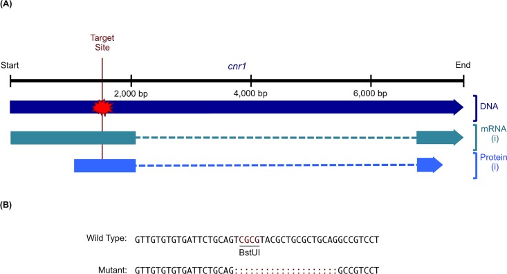 TALEN-mediated mutagenesis of cnr1.(A) The cnr1 TALEN target site was designed in exon 1 so that mutagenesis would disrupt all predicted splice variants. NCBI Accessions: Gene ID, 404209; DNA, NC_007131.6; mRNA (i), NM_212820.1; Protein (i), NP_997985.1. (B) An alignment of wild type and mutant cnr1 sequences reveals the TALEN-induced indel in the target BstUI restriction enzyme site.