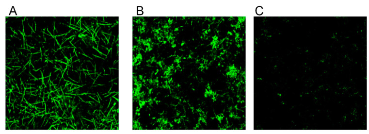 Effect of CBD on biofilm morphology. A–C. C. albicans–GFP biofilm were formed for 24 h in the absence of (A), presence of 25 μg/mL (B), or 100 μg/mL (C) CBD. The morphology of biofilms was visualized using NIKON confocal microscope with 488 nm laser excitation and collecting the data using the 535 nm green filter. Magnification 100×.
