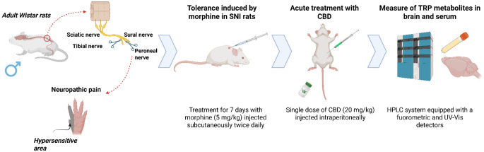 The study was conducted using adult male wistar rats. Neuropathic pain was induced via the spared nerve injury (SNI) model, where the tibial and peroneal branches of the sciatic nnerve were severed, leaving the sural nerve intact. Following recovery, morphine tolerance was induced by administering morphine (5 mg/kg, sc) twice daily for 7 days. On day 8, rats received an acute injection of cannabidiol (CBD, 20 mg/kg, Ip). Finally, brain regions and serum were collected for biochemical analysis, where tryptophan (TRP) and its downstream metabolites were quantified using high-performance liquid chromatography (HPLC) equipped with fluorometric and UV-VIS detectors
