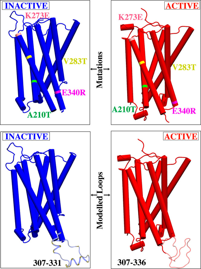 Introduced mutations and loop modeling in CB1 receptor for active and inactive state. E340R, A210T, V283T, and K273E, reverted to their original wildtype sequences and missing extracellular loop 2 segments modeled.