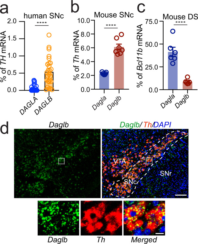 DAGLB is the main 2-AG synthase expressed by the nigral DANs.a Quantification of DAGLA and DAGLB mRNA expression by RNA-sequencing of LCM-isolated human nigral DAN samples (n = 26)29. b Quantification of Dagla and Daglb mRNA expression by RNA-sequencing of LCM-isolated nigral DANs from adult mouse brains (n = 7). c Dagla and Daglb mRNA expression in the mouse dorsal striatum (DS, n = 6). The expression of Dagla and Daglb mRNAs was normalized by the expression of Th mRNAs in the nigral DANs and Bcl11b mRNAs in the SPNs. Data were presented as mean ± SEM. Unpaired t test, two-tailed, ****p < 0.0001. d RNAscope® in situ hybridization of Daglb and Th in mouse midbrain sections. Sections were counterstained with DAPI. Dashed line outlines the SNc region. Bottom panels highlight the boxed areas in the up panels. SNc: substantia nigra pars compacta. SNr: substantia nigra pars reticulata. VTA: ventral tegmental area. Scale bars: 100 μm (left) and 20 μm (right). More than five independent experiments were performed.