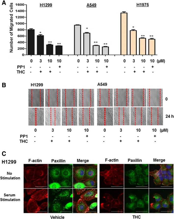 THC deters cell migration and abolishes serum-induced actin reorganization/focal adhesion assembly. a Cells were treated with vehicle, THC or PP1 for 24 h followed by the analysis of cell migration using Transwells. Data are means ± SD. n = 4. *, p < 0.01 vs control (0). **, p < 0.005 vs control (0). b Cells were grown to confluency followed by treatment of vehicle, THC or PP1 for 24 h. A scratch was made with a fine pipette tip and cells were kept in medium containing 1% FCS with or without THC or PP1. Images were taken at 0 and 24 h under a phase contrast microscope. c. H1299 cells were treated with vehicle or 10 μM THC for 24 h in serum-free condition, then stimulated with 10% FCS for 1 h followed by immunostaining with phalloidin (red) and paxillin mAb (green). A representative view was chosen for photography