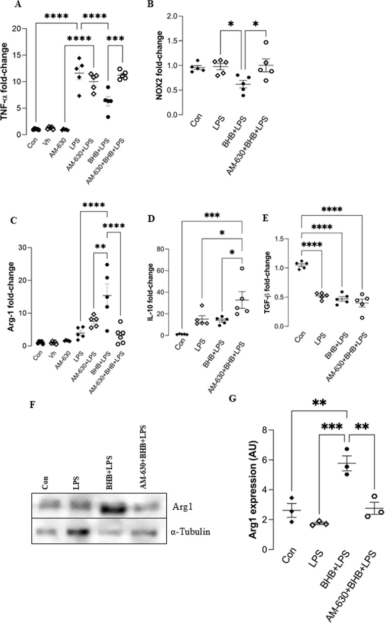 Modulation of pro- and anti-inflammatory cytokine expression in primary mouse microglial cells under LPS, LPS + BHB, and LPS + BHB+AM-630 treatments. (A) TNF-α mRNA expression fold-change compared to untreated control. (B) NOX2 mRNA expression fold-change compared to untreated control. (C) Arg-1 mRNA expression fold-change compared to untreated control. (D) TGF-β mRNA expression fold-change compared to untreated control. (E) Arg1 mRNA expression fold-change compared to untreated control. Data is provided as 2−∆∆Ct with individual points, n = 5 biological replicates per experimental group. Targets are normalized to the geometric mean of the reference gene GAPDH. (F) Representative Western blot bands showing Arg1 and α-tubulin expression in primary microglia cells. (G) Quantification of Arg1 expression normalized to α-tubulin. Con – Control group; Vh – vehicle; AM-630 – AM-630 treated group; LPS – LPS-treated group for 24 h (100 ng/mL); AM-630 + LPS – 1 h pretreatment with AM-630 before LPS; BHB + LPS – 1 h pretreatment with BHB before LPS; AM-630 + BHB + LPS – 1 h pretreatment with AM630 (1 µM) before BHB and LPS. *p < 0.05; **p < 0.01; ***p < 0.001; ****p < 0.0001