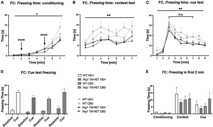(A–E) Time spent freezing in fear conditioning (FC) after adolescent CBD treatment: Duration [s] of freezing expressed as mean ± SEM for either wild type-like (WT) or neuregulin 1 transmembrane domain heterozygous (Nrg1 TM HET) mice treated with vehicle (VEH) or cannabidiol (CBD) in adolescence. (A) Freezing time across conditioning; (B) freezing time across context test; (C) freezing time across cue test; (D) average baseline freezing vs. during the cue; and (E) baseline freezing across test days. Genotype main effects indicated by * p < 0.05 and ** p < 0.01.