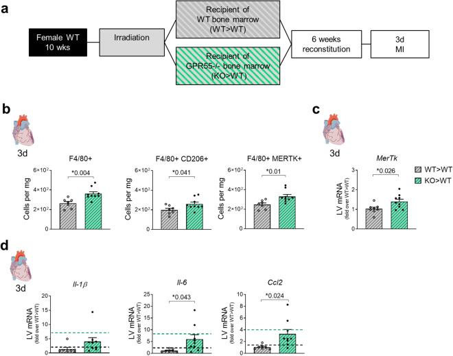 Impact of haematopoietic GPR55 depletion on cardiac macrophage expansion post-MI. (a) Bone marrow chimaera were generated by lethal irradiation of WT mice and subsequent reconstitution with bone marrow from GPR55−/− mice (KO > WT) or WT donors (WT > WT) as controls. After 6 weeks of recovery, both groups were subjected to 3 days MI. (b) Cardiac macrophage counts, and herein CD206+ and MERTK+ subsets 3 days post-MI in WT > WT and KO > WT chimaera. (c) LV Mertk gene expression in WT > WT and KO > WT chimaera 3 days post-MI, expressed as fold over WT > WT. (d) LV chemokine gene expression in WT > WT and KO > WT 3 days post-MI, expressed as fold over WT > WT. Dotted lines indicate transcript levels in WT and global GPR55−/− mice 3 days post-MI, as fold over WT MI. Bars indicate mean ± SE (n = 8–9/group) (Student’s t-test).