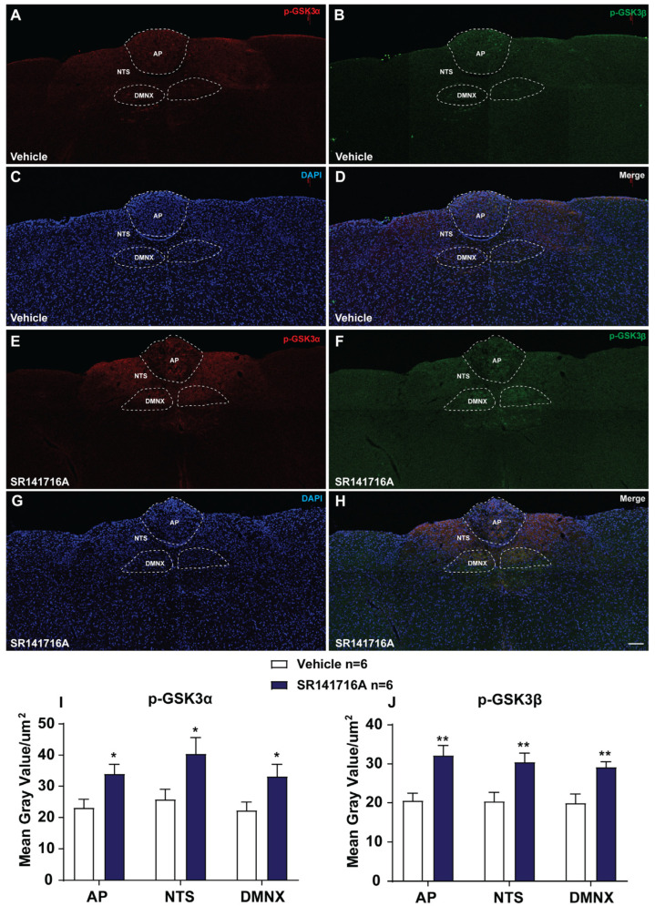 Immunohistochemical analysis of GSK-3α/β phosphorylation following CB1 receptor inverse agonist/antagonist SR141716A (20 mg/kg, i.p.)-induced vomiting. Least shrews were sacrificed 15 min after vehicle or SR141716A injection (20 mg/kg, i.p.) (n = 6 shrews per group). Brainstem sections (20 μm) were stained with rabbit anti-phospho-GSK-3α (PSER 21) and mouse anti-GSK-3β primary antibodies followed by Alexa Fluor 594 donkey anti-rabbit and Alexa Fluor 488 donkey anti-mouse secondary antibodies incubation. Nuclei were stained with DAPI in blue. Representative tile scan images (20×) show strong upregulation of GSK-3α and GSK-3β phosphorylation in the brainstem dorsal vagal complex (DVC) in response to SR141716A (E–H) compared with vehicle-treated group (A–D). Dashed lines delineate the boundaries of the AP, NTS, and DMNX (A–H). Quantified data shows the SR141716A-induced upregulation of GSK-3α and GSK-3β phosphorylation in the AP, NTS and DMNX in least shrew brainstem (I,J). Scale bar = 100 μm. Values represent the mean gray value of evoked GSK-3α/β phosphorylation of each region per section and are presented as mean ± SEM. * p < 0.05, ** p < 0.01 vs. vehicle, unpaired t-test.