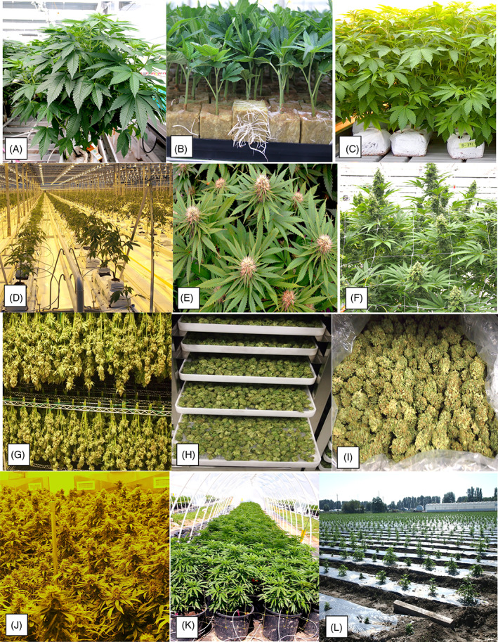 Overview of a cannabis propagation and cultivation scheme. (A) Stock (mother plant) provides a source of cuttings. (B) Rooted cuttings in propagation room. (C) Vegetative plants from cuttings. (D) Plants in flower room. (E) Flowering plants under 12:12 h photoperiod. (F) Plant approaching harvest. (G) Intact inflorescences in the drying room. (H) Detached dried buds. (I) Dried buds at packaging. (J) Indoor production facility. (K) Outdoor production in plastic tunnel. (L) Field production on plastic mulch.
