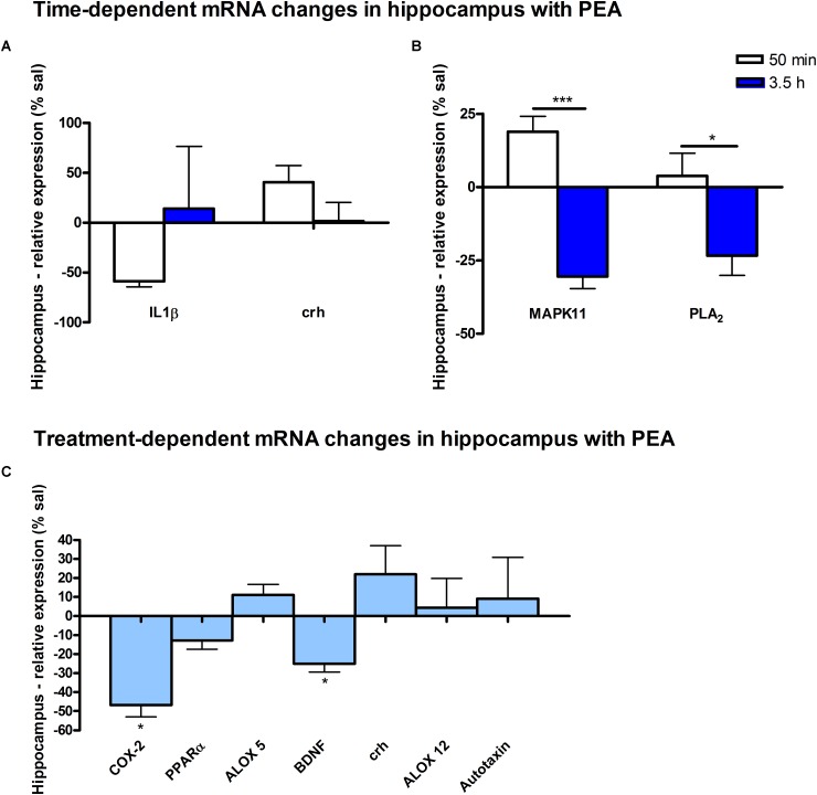 mRNA levels of hippocampus after PEA treatment: relative mRNA values after PEA treatment as percentage of saline treated mice, presented as mean value ± SEM. (A) Time point 1: time specific mRNA changes after 50 min of sub-chronic PEA treatment. Relative mRNA levels for two different time points are shown and only genes significantly changing after 50 min of PEA treatment are depicted. (B) Time point 2: time-specific mRNA changes after 3.5 h of PEA treatment. Relative mRNA levels for two different time points are shown and only genes significantly changing after 3.5 h of PEA treatment are depicted. Significant differences between the time points underline time specificity for these mRNAs and are depicted on the graph when occurring. (C) Merged time points: relative mRNA levels for merged time points. Changes for COX-2 and Bdnf are significant when pooling the time points. Data were considered significant at a p-value < 0.05, e.g., ∗∗∗p < 0.001, ∗∗p = 0.001 to 0.01; ∗p = 0.01 to 0.05.