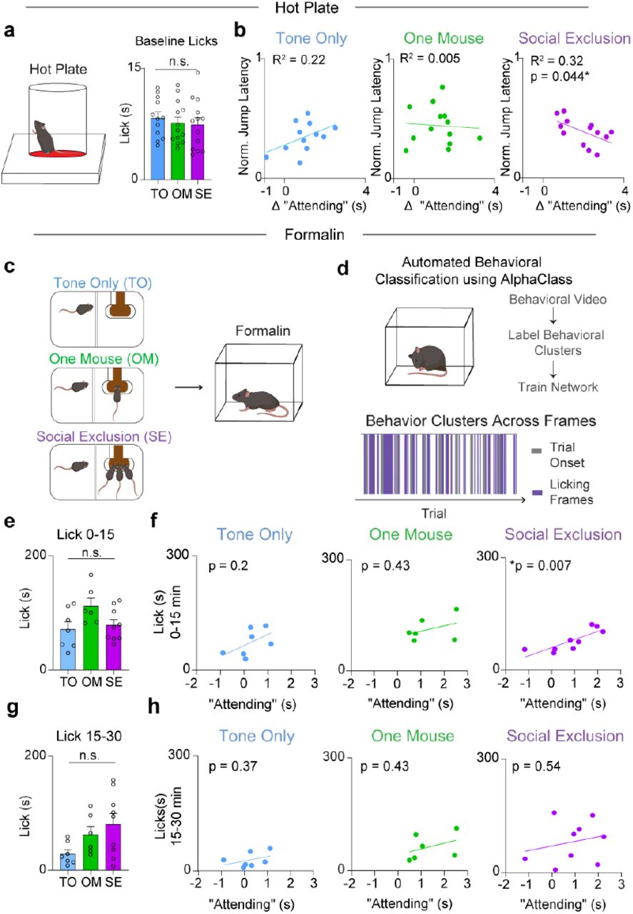 Social Exclusion “Attending” behavior is correlated with physical paina, Baseline measurements for each mouse on the hot plate. The paradigm group that each animal is placed in is the future social paradigm that that animal will experience. (n = 38, One-Way ANOVA, F(2, 35) = 0.33, p = 0.72). b, Correlation between “Attending” frames and behavioral responses to Physical Pain. TO (n = 12, Linear Regression R2 = 0.22, p = 0.1226), OM (n = 13, Linear Regression R2 = 0.005, p = 0.82), SE (n = 13, Linear Regression R2 = 0.32, *p = 0.04) c, Mice underwent one of three behavioral conditions (SE/OM/TO) and then were injected with formalin into the right hindpaw. d, AlphaClass was used to quantify lick duration and bouts. e, Lick duration after formalin injection during the first phase. There is no difference between duration of licks during the first phase after formalin injection. (n = 23, One-Way ANOVA, F(2,19) = 0.20. p = 0.82). f, Correlation between licks during the first phase after formalin injection, and “Attending” behavior. Mice that exhibit more “Attending” behavior during Social Exclusion lick more after formalin injection. TO (n = 7, Linear Regression, R2 = 0.30, p = 0.20). OM (n = 6, Linear Regression R2 = 0.16, p = 0.43). SE (n = 9, Linear Regression, R2 = 0.67, **p = 0.007). g, Lick duration after formalin injection during the second phase. There is no difference between groups (n = 23, One-Way ANOVA, F(2,19) = 3.8, p = 0.07). h, Correlation between licks during the second phase after formalin injection and “Attending” behavior. There is no correlation in any of the behavioral conditions. TO (n = 7, Linear Regression R2 = 0.16, p = 0.37). OM (n = 6, Linear Regression R2 = 0.16, p = 0.43). SE (n = 9, Linear Regression R2 = 0.06, p = 0.54).