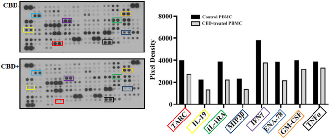 Cytokine profile analysis of PBMCs from psoriatic individuals. PBMCs not treated (CBD-, DMSO 0,1%) or treated with CBD+ (10μM) for 18 hours. The intensity of the positive control (reference spot) was considered 100% and the protein expression was expressed as a percentage of the intensity of the reference spots on the array. Spots related to TARC, MIP, IL-24, IL-19, IL-1RA, IFNγ, GM-CSF, ENA-78 are bordered in the representative array blots on the left and their expression is indicated in the histogram graph on the right.