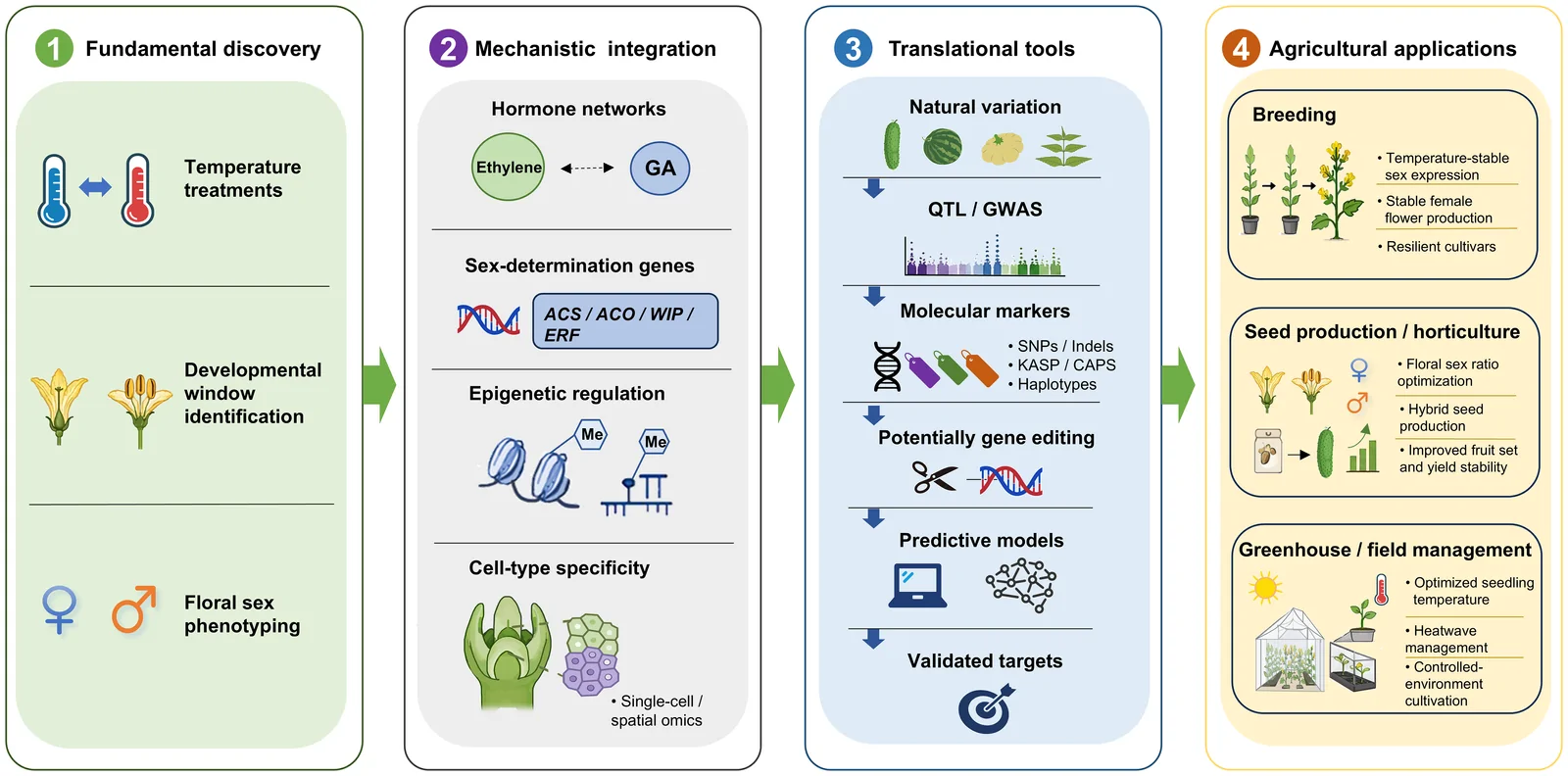 Four-panel infographic summarizes a plant science research pipeline: fundamental discovery (temperature treatments, developmental window identification, floral sex phenotyping), mechanistic integration (hormone networks, sex-determination genes, epigenetic regulation, cell-type specificity), translational tools (natural variation, QTL/GWAS, molecular markers, gene editing, predictive models, validated targets), and agricultural applications (breeding, seed production and horticulture, greenhouse and field management), with each step depicted using simple icons and subpoints.