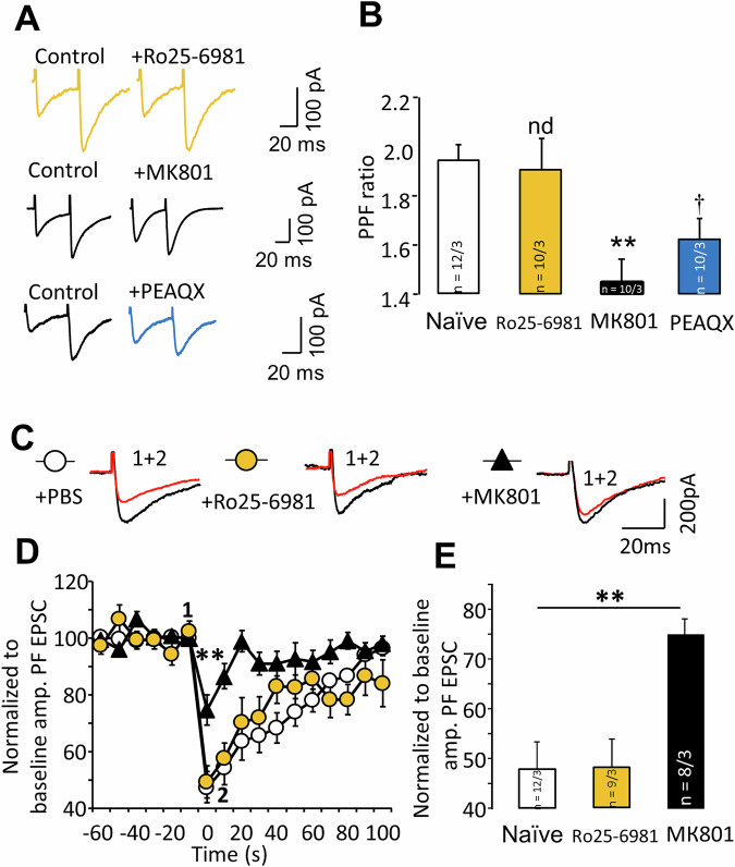 Ro25-6981, but not other NMDA blockers, preserves synaptic transmission at PF–PC synapses after acute bath application.A Cerebellar slices from naïve CD1 mice were used. Representative PF–EPSC traces recorded with and without NMDA blockers. B Bath application of MK-801 and PEAQX reduced the fast PF–EPSC PPF ratio. The graph shows mean ± SEM values of the PPF ratio (PRo25-6981 = 0.90; PMK801 = 0.002; PPEAQX = 0.046; n = 10; one-way ANOVA with Tukey HSD post hoc). * indicates significant differences between naïve mice and mice treated with blockers. nd – no differences; *p < 0.05, **p < 0.01. C Representative traces of PF–EPSCs before (1, black) and after (2, red) DSE induction. D Diagram of fast PF–EPSC amplitudes normalized to pre-stimulation levels (before DSE induction). E Graph showing the mean ± SEM of normalized fast PF–EPSC amplitudes immediately after DSE induction (point 2 in (D)). Representative traces of fast PF–EPSCs before (1, black) and after (1, red) DSE induction are shown in the right site. (PRo25-6981 = 0.81; PMK801 = 0.002; one-way ANOVA with Tukey HSD post hoc). * indicates significant differences between naïve mice and mice treated with blockers. **p < 0.01. n = number of examined cells/animals.