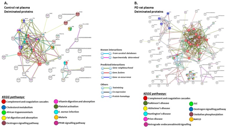 Kyoto encyclopedia of genes and genomes (KEGG) pathways for deiminated proteins identified in plasma of sham and pre-motor PD model rats. (A) KEGG pathways identified in circulating EVs of sham-treated (control) rat plasma are highlighted. Colour codes for nodes included in the figure. (B) KEGG pathways identified for deiminated proteins in circulating EVs of pre-motor PD model rat plasma are highlighted; notably pathways for PD and other neurodegenerative disease are identified for deiminated proteins in the pre-motor PD plasma-EVs. See colour codes for nodes and for connecting lines in the figure.