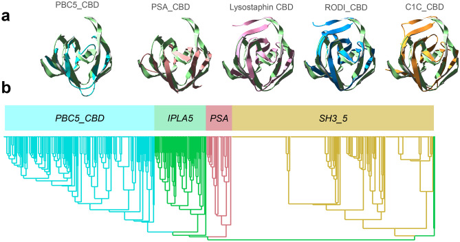 Contextualization of SH3b_T within the broader SH3b superfamily of CBDs. a Structural alignments of IPLA5_CBD first repeat (green) with lysostaphin CBD (PDB 5LEO, pink), the predicted structures of RODI_CBD (blue) and C1C_CBD (orange) and the first repeat from experimentally determined structures of CBDs from PSA_CBD and PBC5_CBD families (respectively, PDB 1XOV, pale red, and PDB 6ILU, cyan). b Phylogenetic tree comprising representatives from each of the aforementioned families (sequence data available in Online Resource 2)