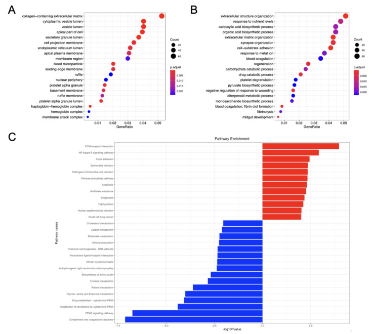 Analysis of function and enrichment of GSE-DEGs. (A) CC category of GO annotation diagram of GSE-DEGs. (B) BP category of GO annotation diagram of GSE-DEGs. X-axis: enrichment factor (ratio of number of entries in the foreground gene set to number of background genes enriched in the same entry). Y-axis: enrichment pathways. The number of genes in the pathway determines dot size in direct proportion. The color of the dots (from red to blue) corresponds to the q-value reduction in sequence, although the difference is more significant. (C) Bar chart representing KEGG enrichment: enriched pathways of up-regulated genes (red) and enriched pathways of down-regulated genes (blue).